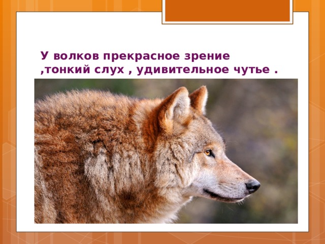 У волков прекрасное зрение ,тонкий слух , удивительное чутье . 