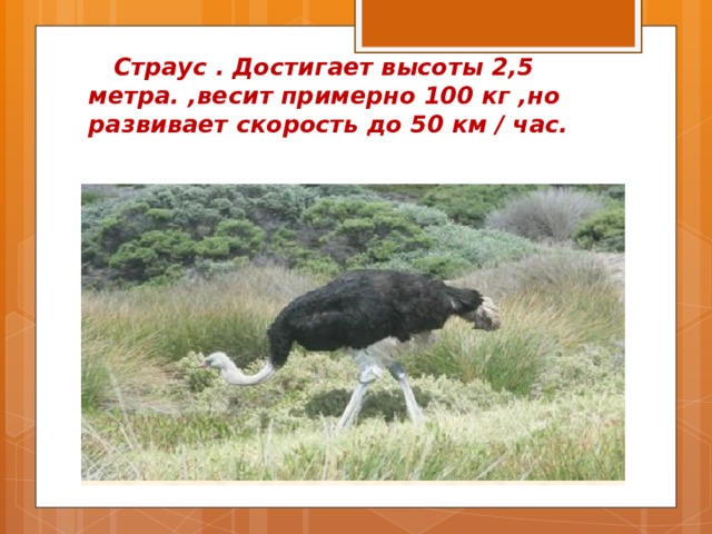  Страус . Достигает высоты 2,5 метра. ,весит примерно 100 кг ,но развивает скорость до 50 км / час. 