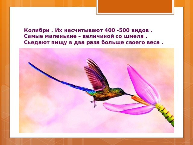 Колибри . Их насчитывают 400 -500 видов . Самые маленькие – величиной со шмеля . Сьедают пищу в два раза больше своего веса . 