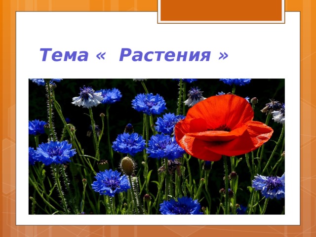 Тема « Растения » 