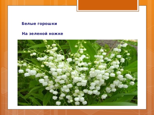  Белые горошки  На зеленой ножке  