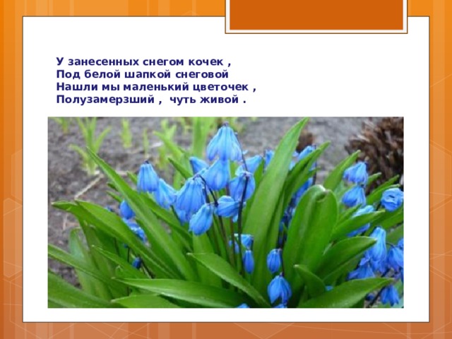У занесенных снегом кочек ,  Под белой шапкой снеговой  Нашли мы маленький цветочек ,  Полузамерзший , чуть живой . 