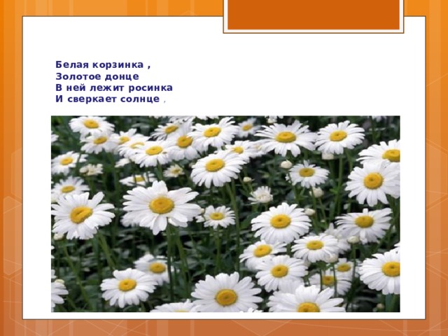 Белая корзинка ,  Золотое донце  В ней лежит росинка  И сверкает солнце , 