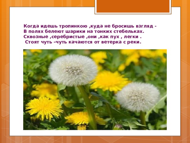 Когда идешь тропинкою ,куда не бросишь взгляд -  В полях белеют шарики на тонких стебельках. Сквозные ,серебристые ,они ,как пух , легки .  Стоят чуть –чуть качаются от ветерка с реки.  