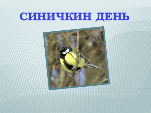 СИНИЧКИН ДЕНЬ 