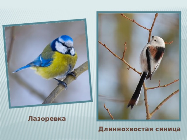 Лазоревка  Длиннохвостая синица 