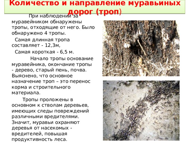 Количество и направление муравьиных дорог (троп )  При наблюдении за муравейником обнаружены тропы, отходящие от него. Было обнаружено 4 тропы.  Самая длинная тропа составляет - 12,3м,  Самая короткая - 6,5 м.  Начало тропы основание муравейника, окончание тропы - дерево, старый пень, почва. Выяснено, что основное назначение троп – это перенос корма и строительного материала.  Тропы проложены в основном к стволам деревьев, имеющих следы повреждений различными вредителями. Значит, муравьи охраняют деревья от насекомых - вредителей, повышая продуктивность леса. 