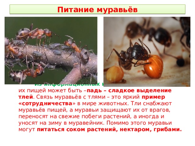 Питание муравьёв  Из информационных источников выяснено, что их пищей может быть – падь – сладкое выделение тлей . Связь муравьёв с тлями – это яркий пример «сотрудничества » в мире животных. Тли снабжают муравьёв пищей, а муравьи защищают их от врагов, переносят на свежие побеги растений, а иногда и уносят на зиму в муравейник. Помимо этого муравьи могут питаться соком растений, нектаром, грибами.  