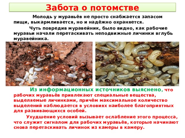 Забота о потомстве  Молодь у муравьёв не просто снабжается запасом пищи, выкармливается, но и надёжно охраняется.  Чуть повредив муравейник, было видно, как рабочие муравьи начали перетаскивать неподвижные личинки вглубь муравейника.  Из информационных источников выяснено , что рабочих муравьёв привлекают специальные вещества, выделяемые личинками, причём максимальное количество выделений наблюдается в условиях наиболее благоприятных для развивающихся особей.  Ухудшение условий вызывает ослабление этого процесса, что служит сигналом для рабочих муравьёв, которые начинают снова перетаскивать личинок из камеры в камеру. 