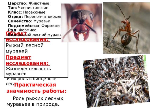 Царство : Животные  Тип : Членистоногие  Класс : Насекомые  Отряд: Перепончатокрылые  Семейство : Муравьи  Подсемейство : Формицины  Род : Формика  Вид :рыжий лесной муравей   Объект исследования:  Рыжий лесной муравей  Предмет исследования:  Жизнедеятельность муравьёв  и их роль в биоценозе леса.  Практическая значимость работы:  Роль рыжих лесных муравьев в природе. 