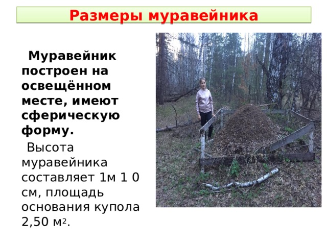 Размеры муравейника  Муравейник построен на освещённом месте, имеют сферическую форму.  Высота муравейника составляет 1м 1 0 см, площадь основания купола 2,50 м 2 . 