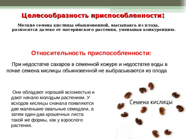 Целесообразность приспособленности :  Мелкие семена кислицы обыкновенной, высыпаясь из плода, разносятся далеко от материнского растения, уменьшая конкуренцию. Относительность приспособленности:   При недостатке сахаров в семенной кожуре и недостатке воды в почве семена кислицы обыкновенной не выбрасываются из плода  Они обладают хорошей всхожестью и дают начало молодым растениям. У всходов кислицы сначала появляются две маленькие овальные семядоли, а затем один-два крошечных листа такой же формы, как у взрослого растения. 