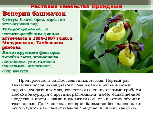 Растения семейства   Орхидны е Венерин башмачок Статус: 0 категория, вероятно исчезнувший вид. Распространение: по неподтверждённым данным встречался в 1980-1997 годах в Мичуринском, Тамбовском районах. Лимитирующие факторы: вырубка лесов, применение пестицидов, уничтожение насекомых- опылителей, сбор цветков   Произрастает в слабоосвещённых местах. Первый раз зацветает после пятнадцатого года жизни и дальше может надолго уходить в землю, существуя со специальными грибами. Плохо конкурируя с другими растениями, имеет единственное средство защиты – едкий и ядовитый сок. Его поэтому обходят травоядные. Для человека венерин башмачок безопасен, даже используется как лекарственное средство, а пахнет ванилью. 