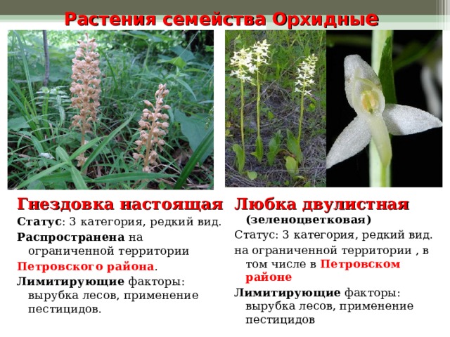 Растения семейства Орхидны е Гнездовка настоящая Статус : 3 категория, редкий вид. Распространена на ограниченной территории Петровского района . Лимитирующие факторы: вырубка лесов, применение пестицидов. Любка двулистная (зеленоцветковая) Статус: 3 категория, редкий вид. на ограниченной территории , в том числе в Петровском районе Лимитирующие факторы: вырубка лесов, применение пестицидов 