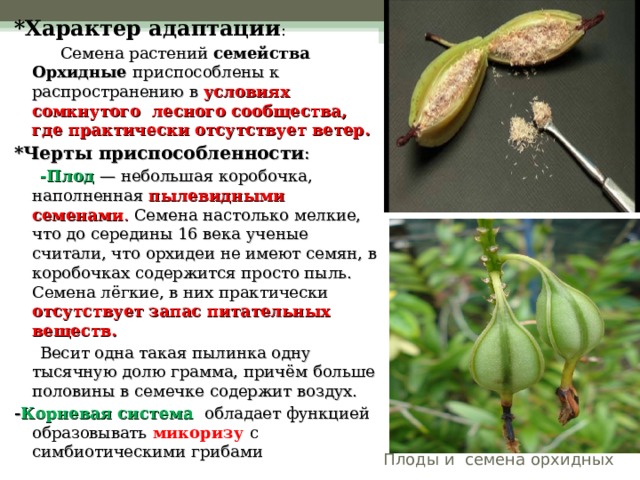 *Характер адаптации :  Семена растений семейства Орхидные приспособлены к распространению в условиях сомкнутого лесного сообщества, где практически отсутствует ветер. *Черты приспособленности :  -Плод  — небольшая коробочка, наполненная пылевидными семенами . Семена настолько мелкие, что до середины 16 века ученые считали, что орхидеи не имеют семян, в коробочках содержится просто пыль. Семена лёгкие, в них практически отсутствует запас питательных веществ.  Весит одна такая пылинка одну тысячную долю грамма, причём больше половины в семечке содержит воздух.  - Корневая система обладает функцией образовывать микоризу с симбиотическими грибами Плоды и семена орхидных  