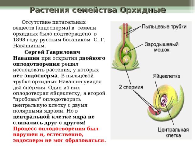 Растения семейства Орхидны е  Отсутствие питательных веществ (эндосперма) в семени орхидных было подтверждено в 1898 году русским ботаником С. Г. Навашиным.  Сергей Гаврилович Навашин при открытии двойного оплодотворения решил исследовать растения, у которых нет эндосперма . В пыльцевой трубке орхидных Навашин увидел два спермия. Один из них оплодотворял яйцеклетку, а второй 