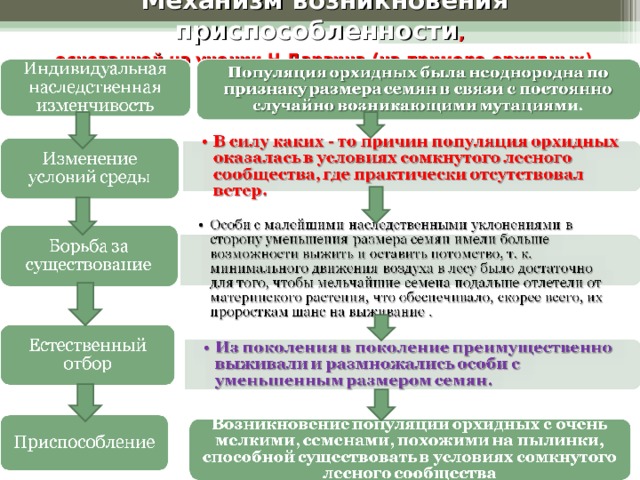  Механизм возникновения приспособленности ,   основанной на учении Ч.Дарвина (на примере орхидных )  