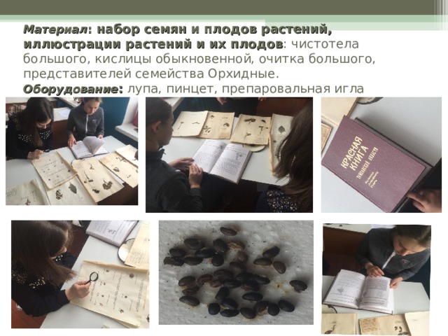 Материал : набор семян и плодов растений, иллюстрации растений и их плодов : чистотела большого, кислицы обыкновенной, очитка большого, представителей семейства Орхидные.  Оборудование : лупа, пинцет, препаровальная игла 