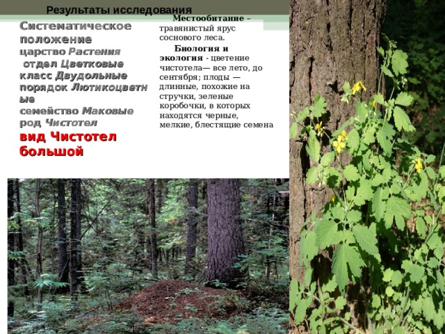   Местообитание – травянистый ярус соснового леса.  Биология и экология - цветение чистотела— все лето, до сентября; плоды — длинные, похожие на стручки, зеленые коробочки, в которых находятся черные, мелкие, блестящие семена Результаты исследования Систематическое положение   царство  Растения  отдел  Цветковые  класс  Двудольные   порядок  Лютикоцветны е  семейство  Маковые  род  Чистотел  вид Чистотел большой   