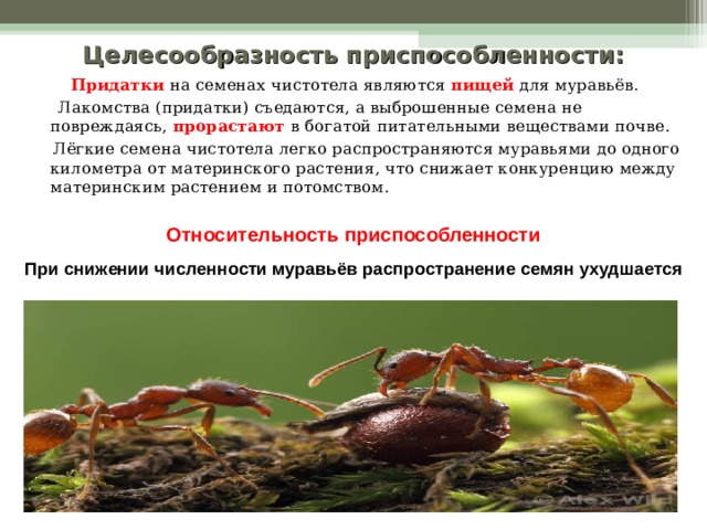 Целесообразность приспособленности:   Придатки на семенах чистотела являются пищей для муравьёв.  Лакомства (придатки) съедаются, а выброшенные семена не повреждаясь, прорастают в богатой питательными веществами почве.  Лёгкие семена чистотела легко распространяются муравьями до одного километра от материнского растения, что снижает конкуренцию между материнским растением и потомством. Относительность приспособленности При снижении численности муравьёв распространение семян ухудшается  