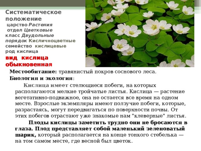 Систематическое положение    царство  Растения  отдел  Цветковые класс  Двудольные  порядок Кисличноцветные  семейство  кислицевые  род кислица  вид кислица обыкновенная Местообитание: травянистый покров соснового леса. Биология и экология :   Кислица имеет стелющиеся побеги, на которых располагаются мелкие тройчатые листья. Кислица — растение вегетативно-подвижное, она не остается все время на одном месте. Взрослые экземпляры имеют ползучие побеги, которые, разрастаясь, могут передвигаться по поверхности почвы. От этих побегов отрастают уже знакомые нам 