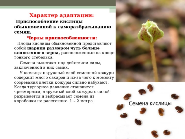 Характер адаптации:  Приспособление кислицы обыкновенной к саморазбрасыванию семян. Черты приспособленности:  Плоды кислицы обыкновенной представляют собой шарики размером чуть больше конопляного зерна, расположенные на конце тонкого стебелька.  Семена вылетают под действием силы, заключенной в них самих.  У кислицы наружный слой семенной кожуры содержит много сахаров и из-за чего к моменту созревания клетки кожуры сильно набухают. Когда тургорное давление становится чрезмерным, наружный слой кожуры с силой разрывается и выбрасывает семена из коробочки на расстояние 1 – 2 метра.  