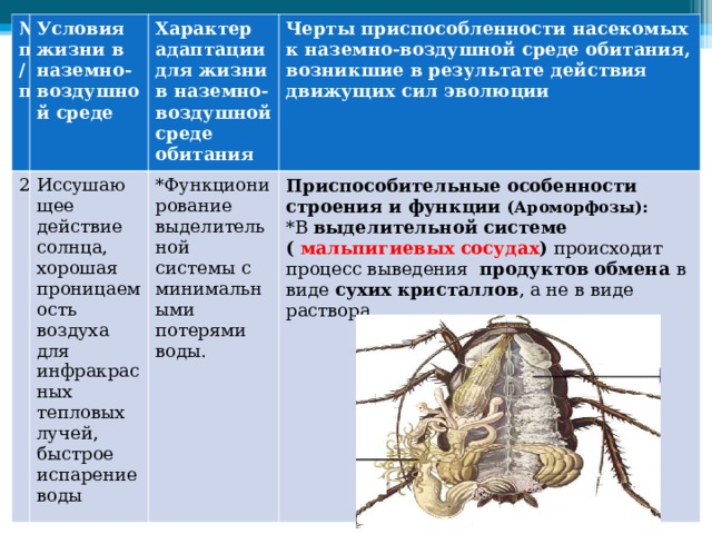 № п/п Условия жизни в наземно-воздушной среде 2 Иссушающее действие солнца, хорошая проницаемость воздуха для инфракрасных тепловых лучей, быстрое испарение воды Характер адаптации для жизни в наземно-воздушной среде обитания Черты приспособленности насекомых к наземно-воздушной среде обитания, возникшие в результате действия движущих сил эволюции *Функционирование выделительной системы с минимальными потерями воды. Приспособительные особенности строения и функции (Ароморфозы): *В выделительной системе ( мальпигиевых сосудах ) происходит процесс выведения продуктов обмена в виде сухих кристаллов , а не в виде раствора. 