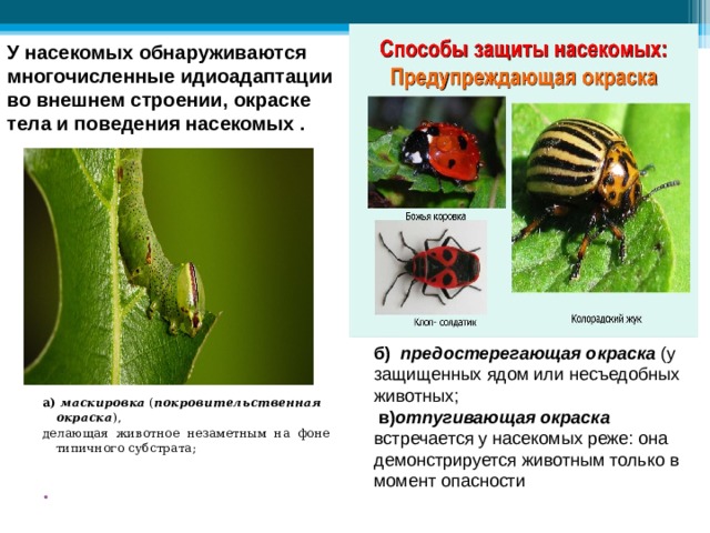 У насекомых обнаруживаются многочисленные идиоадаптации  во внешнем строении, окраске тела и поведения насекомых . б)    предостерегающая окраска (у защищенных ядом или несъедобных животных;  в) отпугивающая окраска  встречается у насекомых реже: она демонстрируется животным только в момент опасности а)   маскировка  ( покровительственная окраска ), делающая животное незаметным на фоне типичного субстрата; 
