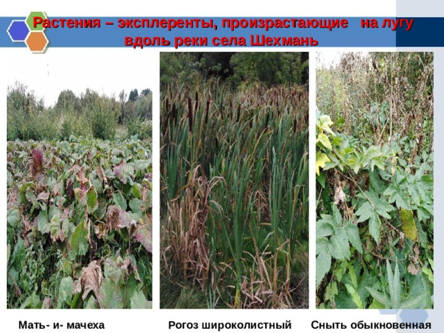 Растения – эксплеренты, произрастающие на лугу вдоль реки села Шехмань Сныть обыкновенная Мать- и- мачеха Рогоз широколистный  