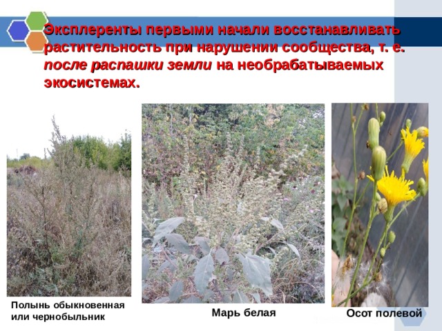   Эксплеренты первыми начали восстанавливать растительность при нарушении сообщества, т. е. после распашки земли на необрабатываемых экосистемах.     Полынь обыкновенная или чернобыльник Марь белая Осот полевой  