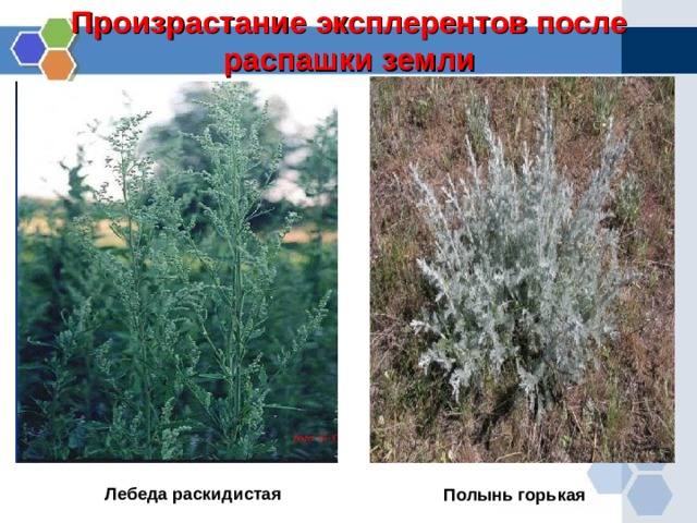 Произрастание эксплерентов после распашки земли Лебеда раскидистая Полынь горькая  