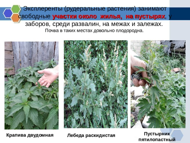 Эксплеренты (рудеральные растения) занимают свободные участки около жилья, на пустырях , у заборов, среди развалин, на межах и залежах.  Почва в таких местах довольно плодородна. Крапива двудомная Пустырник пятилопастный Лебеда раскидистая  