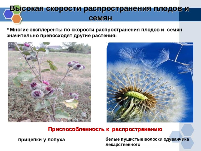 Высокая скорости распространения плодов и семян * Многие эксплеренты по скорости распространения плодов и семян значительно превосходят другие растения: Приспособленность к распространению прицепки  у лопуха белые пушистые волоски одуванчика лекарственного  