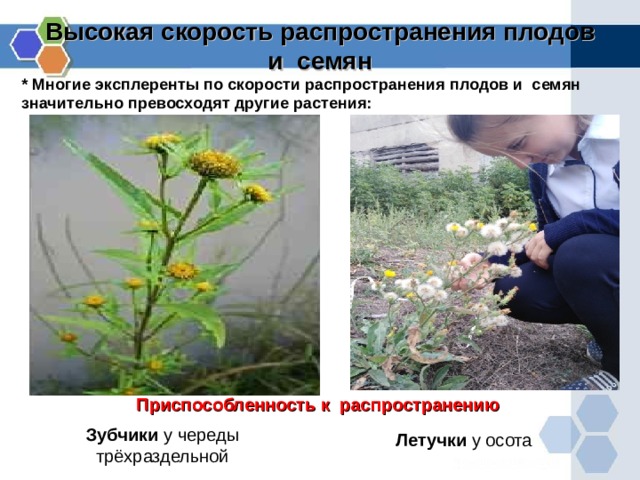Высокая скорость распространения плодов и семян * Многие эксплеренты по скорости распространения плодов и семян значительно превосходят другие растения: Приспособленность к распространению Зубчики у череды трёхраздельной  Летучки у осота  