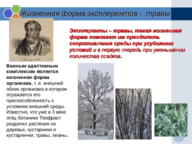 Жизненная форма эксплерентов - травы Эксплеренты – травы, такая жизненная форма помогает им преодолеть сопротивление среды при ухудшении условий и в первую очередь при уменьшении количества осадков . Важным адаптивным комплексом является жизненная форма организма , т. е. внешний облик организма в котором отражается его приспособленность к условиям внешней среды. Известно, что уже в 3 веке отец ботаники Теофраст разделил растения на деревья, кустарники и кустарнички, травы, лианы . 