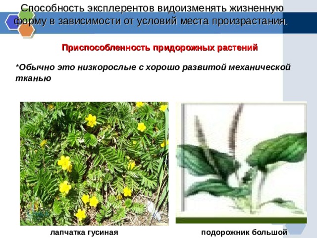 Способность эксплерентов видоизменять жизненную форму в зависимости от условий места произрастания.   Приспособленность придорожных растений * Обычно это низкорослые с хорошо развитой механической тканью лапчатка гусиная подорожник большой 