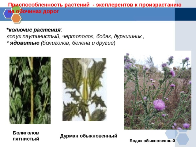 Приспособленность растений - эксплерентов к произрастанию на обочинах дорог * колючие растения :  лопух паутинистый, чертополох, бодяк, дурнишник ,  * ядовитые  (болиголов, белена и другие ) Болиголов пятнистый Дурман обыкновенный Бодяк обыкновенный  