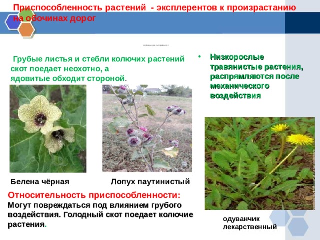 Приспособленность растений - эксплерентов к произрастанию на обочинах дорог          Целесообразность приспособленности   Грубые листья и стебли колючих растений скот поедает неохотно, а  ядовитые обходит стороной . Низкорослые травянистые растения,  распрямляются после  механического воздействия Белена чёрная Лопух паутинистый Относительность приспособленности: Могут повреждаться под влиянием грубого воздействия. Голодный скот поедает колючие растения . одуванчик лекарственный  