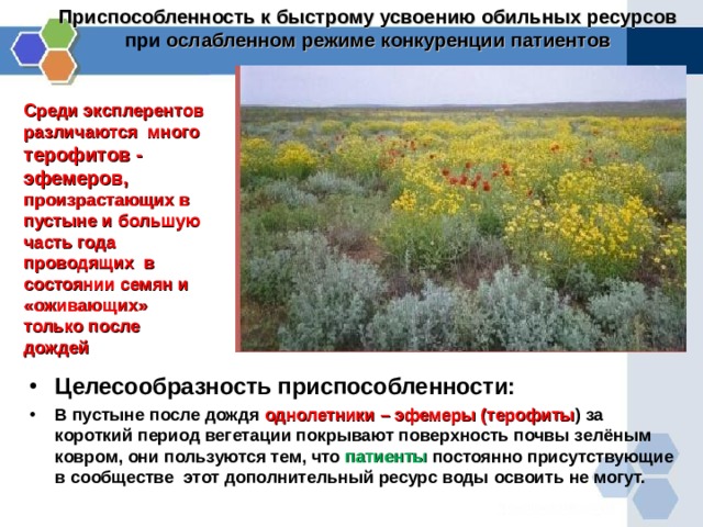 Приспособленность к быстрому усвоению обильных ресурсов при  ослабленном режиме конкуренции патиентов Среди эксплерентов различаются много терофитов - эфемеров, произрастающих в пустыне и большую часть года проводящих в состоянии семян и «оживающих» только после дождей Целесообразность приспособленности:  В пустыне после дождя однолетники – эфемеры (терофиты ) за короткий период вегетации покрывают поверхность почвы зелёным ковром, они пользуются тем, что патиенты постоянно присутствующие в сообществе этот дополнительный ресурс воды освоить не могут.  