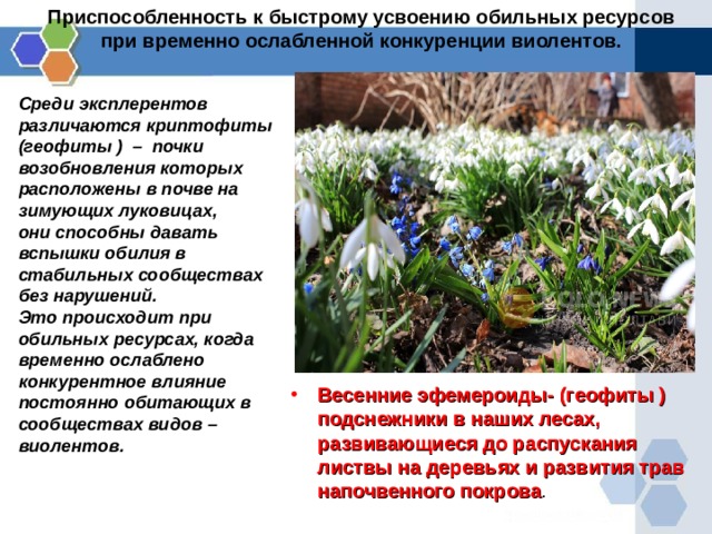 Приспособленность к быстрому усвоению обильных ресурсов при  временно ослабленной конкуренции виолентов. Среди эксплерентов различаются криптофиты (геофиты ) – почки возобновления которых расположены в почве на зимующих луковицах,  они способны давать вспышки обилия в стабильных сообществах без нарушений.  Это происходит при обильных ресурсах, когда временно ослаблено конкурентное влияние постоянно обитающих в сообществах видов – виолентов.    Весенние эфемероиды- (геофиты ) подснежники в наших лесах, развивающиеся до распускания листвы на деревьях и развития трав напочвенного покрова . 