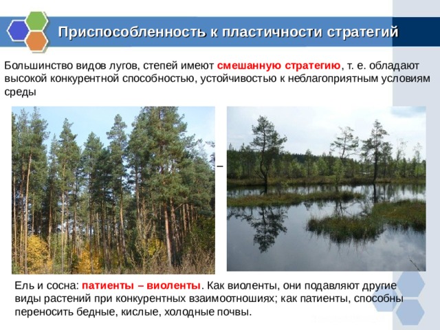 Приспособленность к пластичности стратегий Большинство видов лугов, степей имеют смешанную стратегию , т. е. обладают высокой конкурентной способностью, устойчивостью к неблагоприятным условиям среды – – Ель и сосна: патиенты – виоленты . Как виоленты, они подавляют другие виды растений при конкурентных взаимоотношиях; как патиенты, способны переносить бедные, кислые, холодные почвы.  