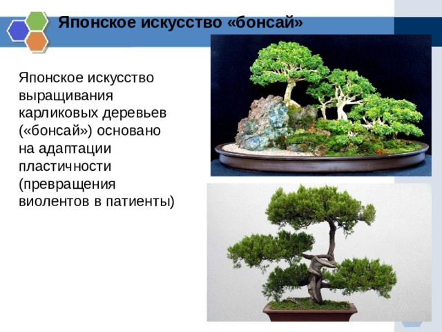 Японское искусство «бонсай» Японское искусство выращивания карликовых деревьев («бонсай») основано на адаптации пластичности (превращения виолентов в патиенты)  