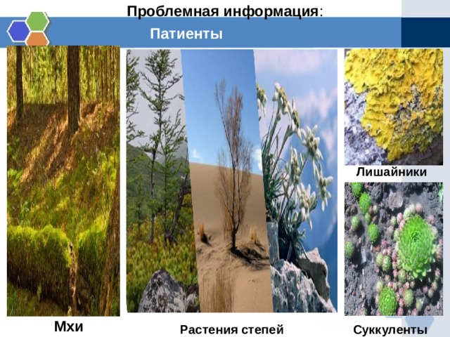 Проблемная информация :   Патиенты Лишайники Мхи Растения степей Суккуленты  