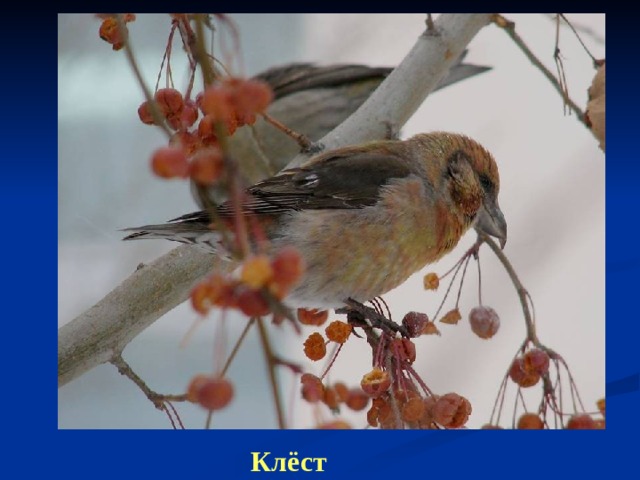 Клёст 