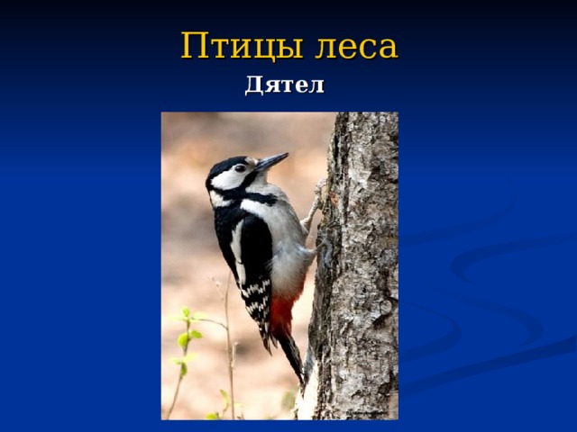 Птицы леса Дятел 