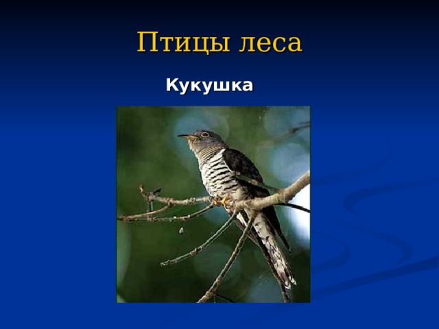 Птицы леса Кукушка 