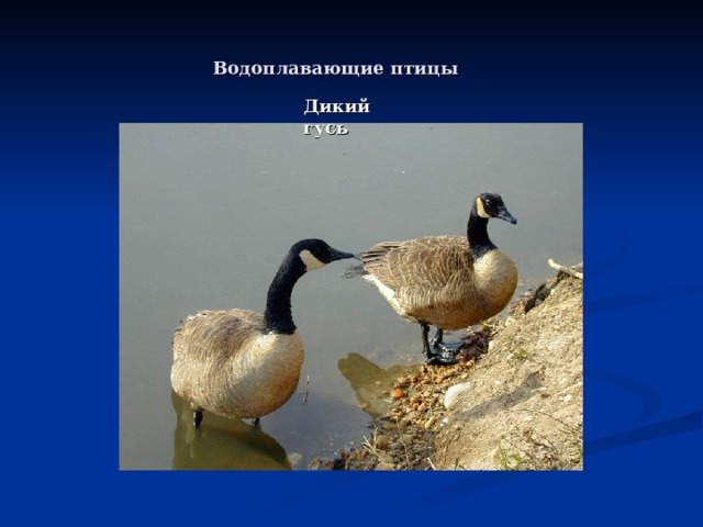 Водоплавающие птицы Дикий гусь 