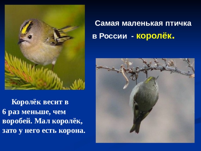  Самая маленькая птичка  в России - королёк .  Королёк весит в 6 раз меньше, чем воробей. Мал королёк, зато у него есть корона. 