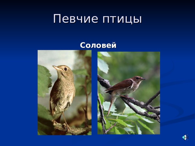 Певчие птицы  Соловей 
