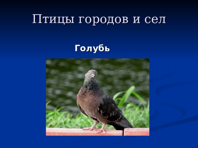 Птицы городов и сел Голубь 